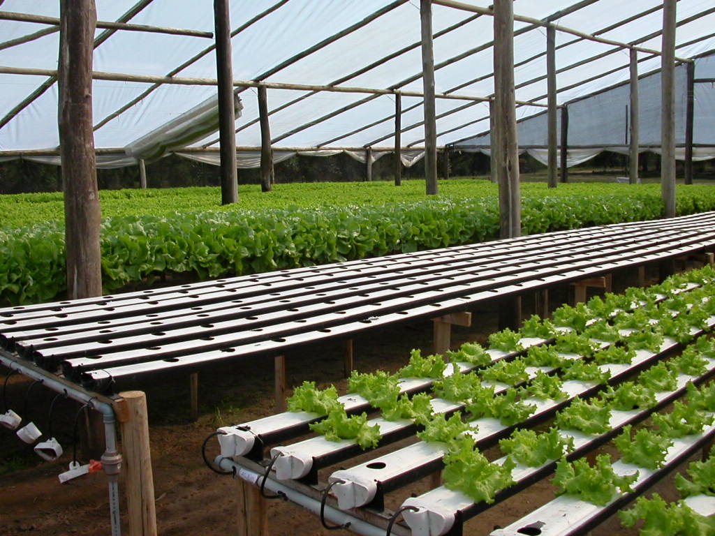 Cultivo de hidroponia